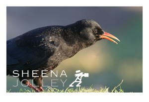 The Chough  bird sea cliffs  Ireland.  Old Head of Kinsale  the greens  Golf Links. red bill  red legs photograph Choughs on the Green.jpg Choughs on the Green.jpg Choughs on the Green.jpg Choughs on the Green.jpg